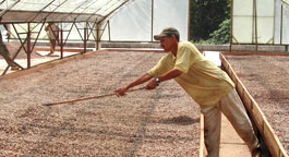 Le séchage du cacao