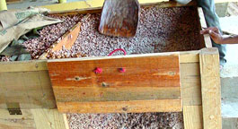 Unité de fermentation du cacao